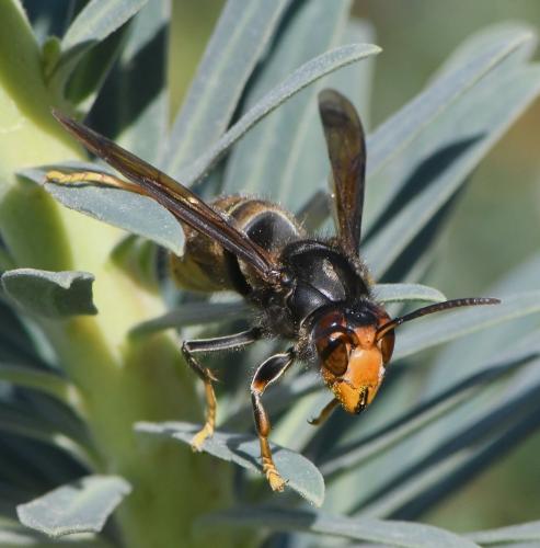 Vespa velutina
